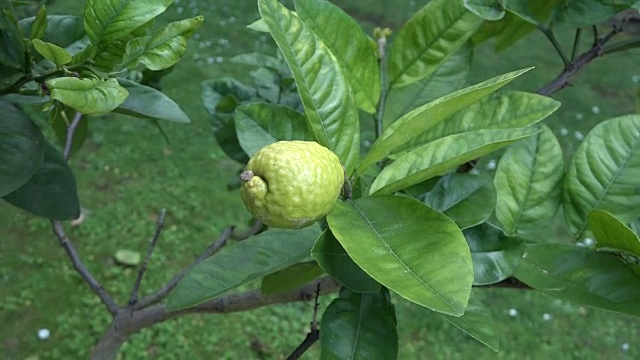 Citron, Etrog长在树上视频素材