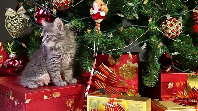 可爱的小猫在圣诞树下视频素材