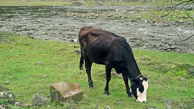牛在河边放牧视频素材