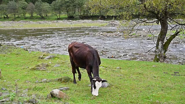 牛在河边放牧视频素材