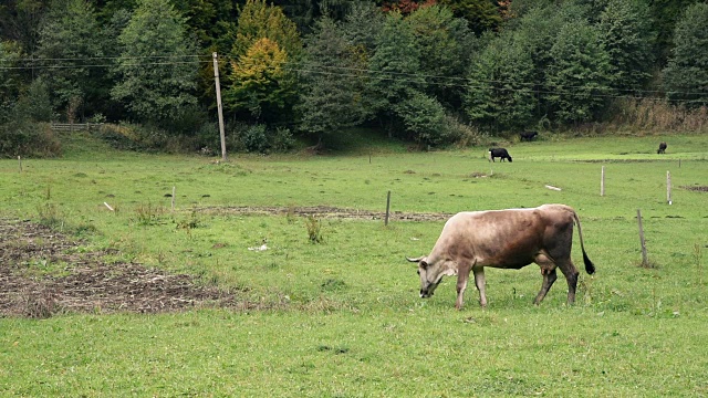 牛在山上的草地上放牧视频素材