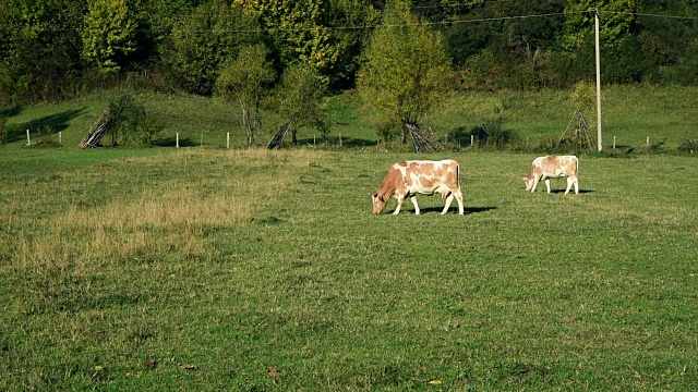 牛在草地上放牧视频素材