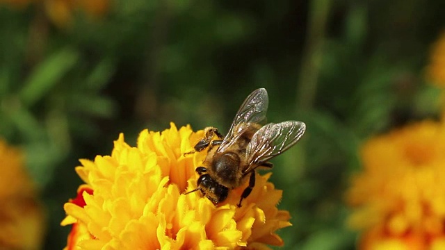 蜜蜂给花授粉视频素材