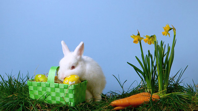 除了嗅着水仙花，兔子还在嗅着篮子里的彩蛋视频下载