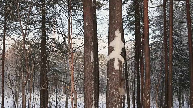 可爱的松鼠在冬天的树林里吃着雪视频素材