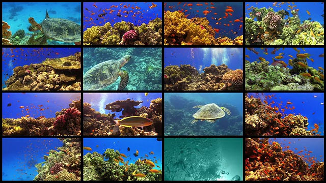 充满活力的珊瑚礁上的热带鱼视频下载