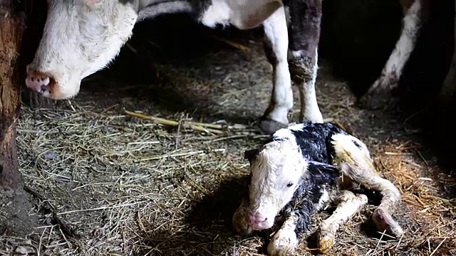 母牛和刚出生的小牛视频素材