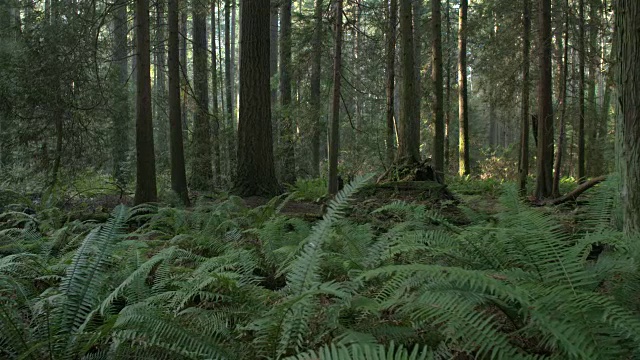 太平洋西北森林蕨类摄影视频素材