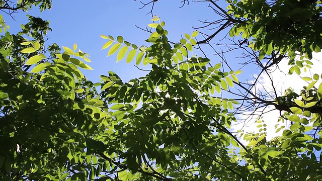 阳光透过胡桃树叶的缝隙照射下来视频素材