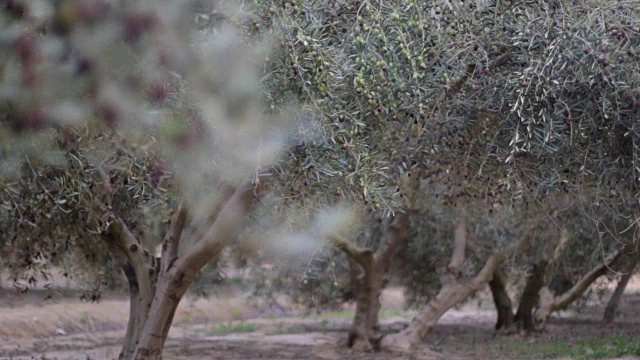 橄榄树与成熟的橄榄视频素材
