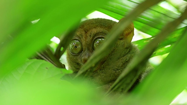 眼镜猴，一种濒临灭绝的物种。视频下载