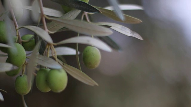 橄榄树和绿色橄榄视频素材