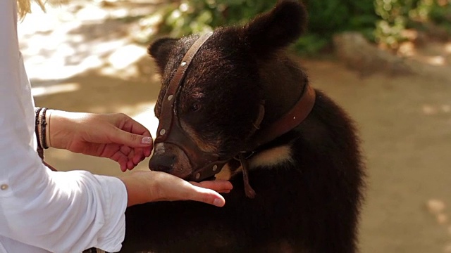 动物园里的女孩用手喂熊视频下载