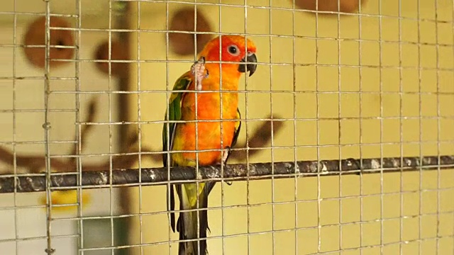 多莉拍下了鹦鹉在鸟笼里的照片视频素材
