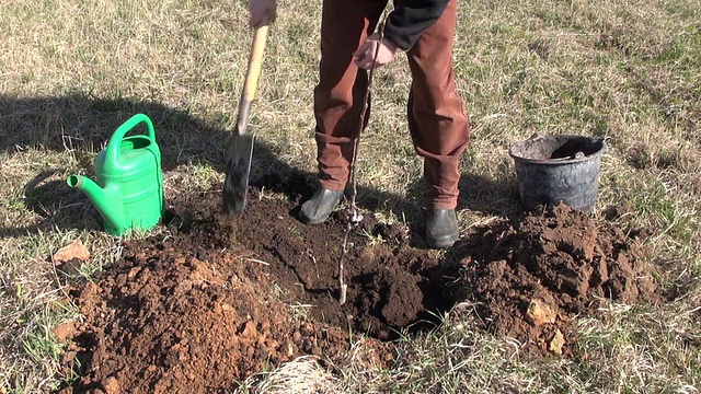 园艺师在农场果园种植小苹果树视频下载