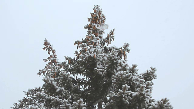 在冬天的雪景下，一棵高高的云杉视频下载