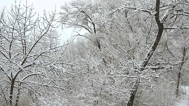 冬天公园里的降雪，树木被雪覆盖视频素材