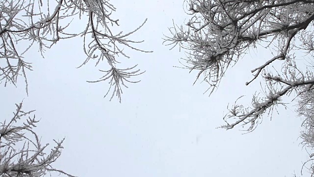冬天公园里的降雪，树木被雪覆盖视频素材