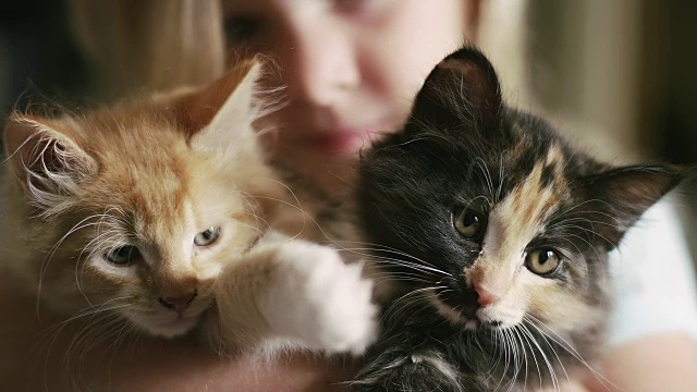 一个小女孩抱着两只小猫的特写视频素材