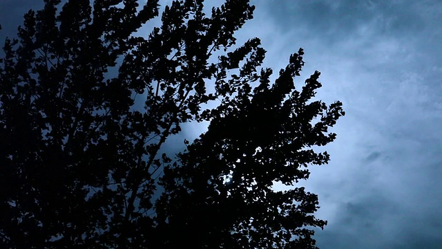 微风中吹拂的树木，映衬着阴沉的天空的剪影视频素材