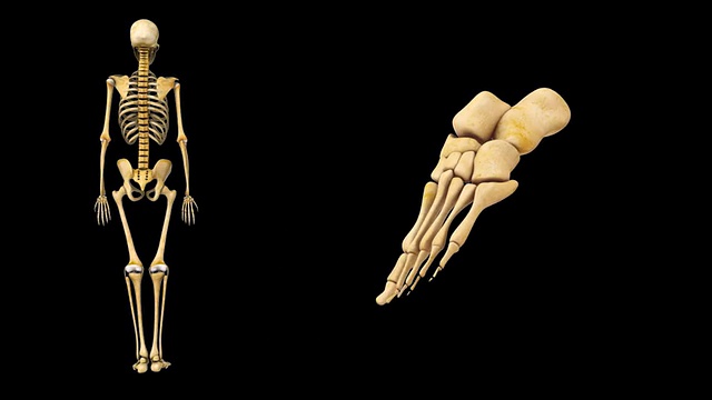 人类骨骼的脚视频下载