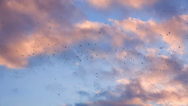 多云天空下的鸟视频素材