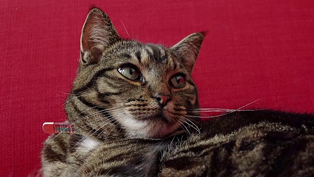 沙发上一只有趣的灰猫视频下载