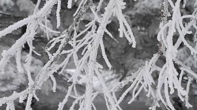 雪覆盖的树视频下载
