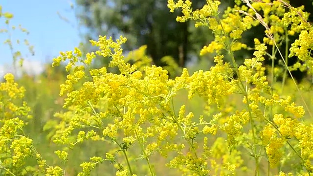 美丽的黄色花在草地上视频素材