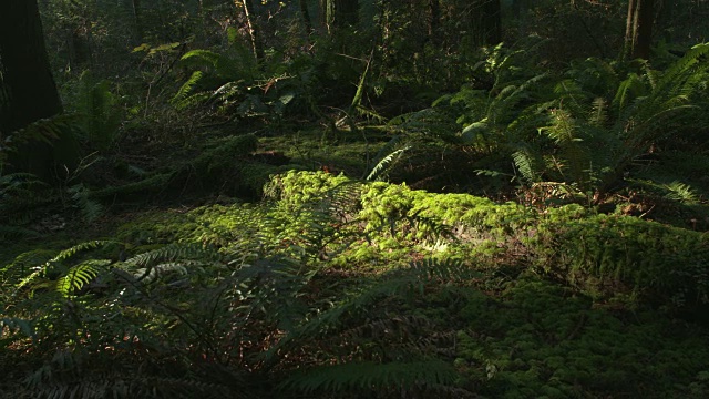 太平洋西北森林地面摄影视频素材