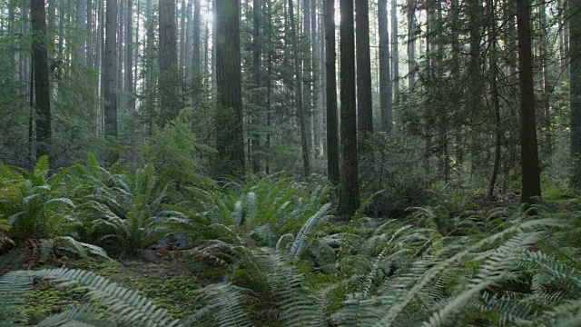 太平洋西北郁郁葱葱的森林地面摄影视频素材