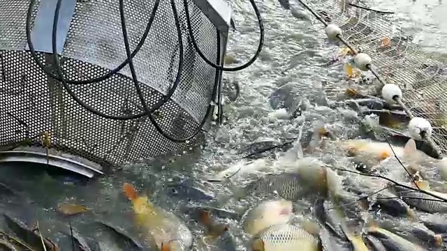 在养鱼场收获鱼视频下载