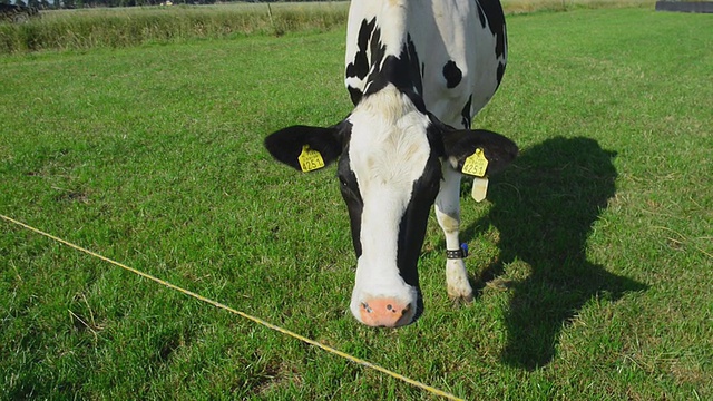 在牧场上吃草的奶牛视频下载
