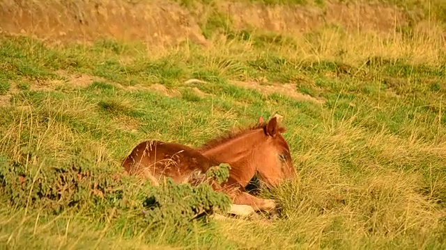 黎明时分，可爱的小马驹在山野里视频素材