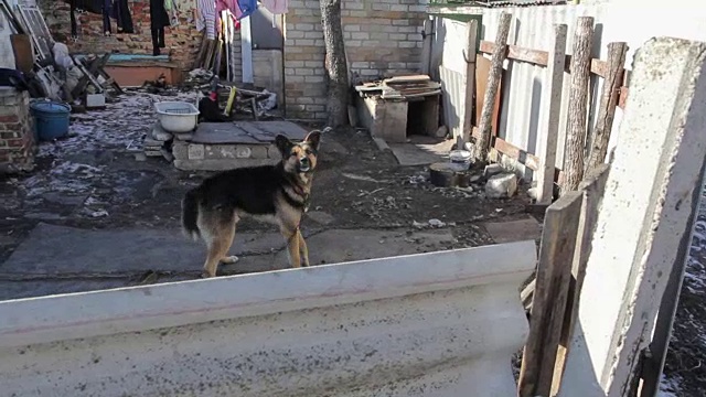 贫民窟的狗视频素材