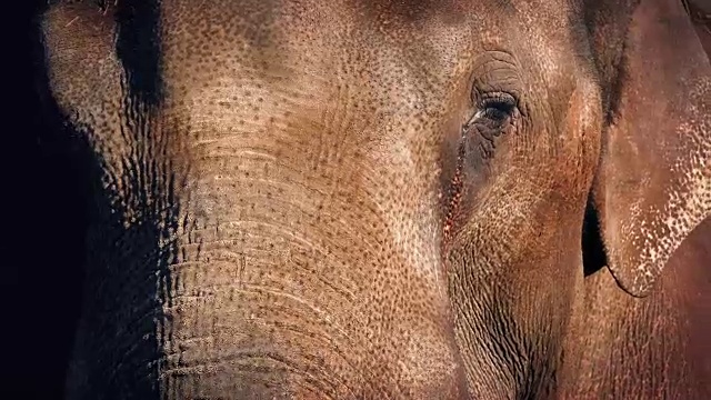 大象的脸视频素材