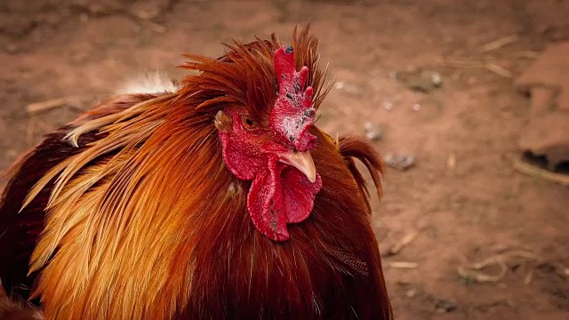 小公鸡在农场视频下载
