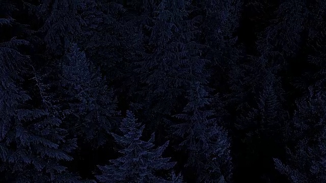 月光下飞过树林视频素材