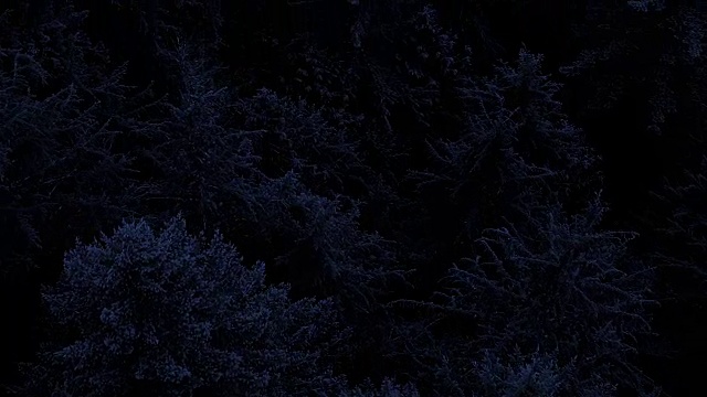 在黑暗中飞过树林视频素材