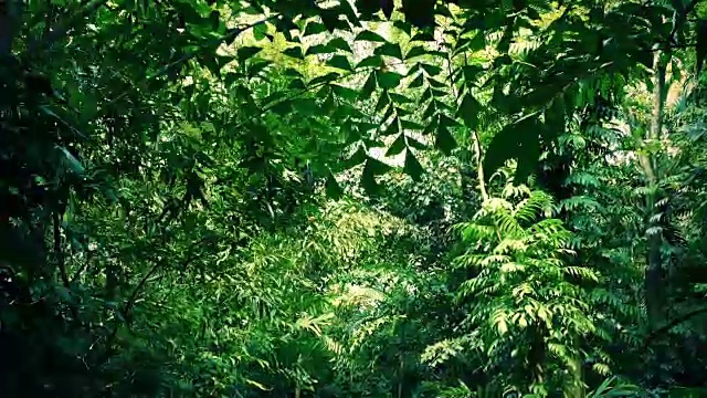 在茂密的丛林树冠下移动视频下载