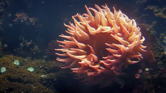 珊瑚礁上像向日葵一样的海葵视频下载