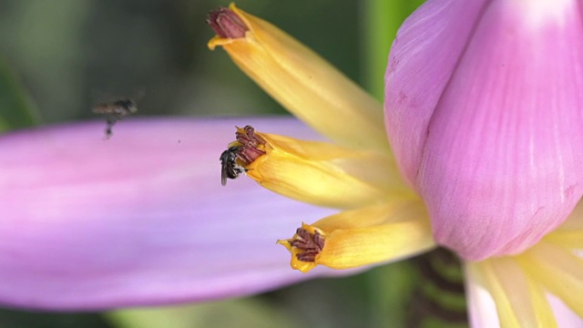 蜜蜂在香蕉花和果实上。视频素材