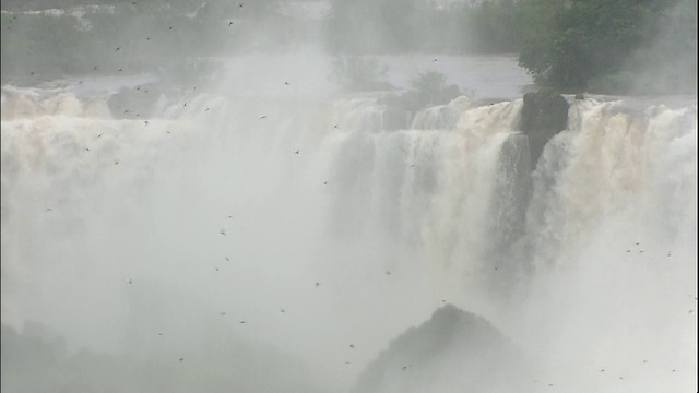 一群鸟儿飞过巴西和阿根廷边境的伊瓜苏瀑布的薄雾视频素材