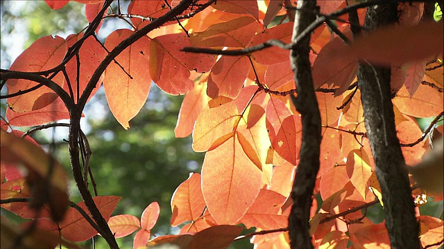 橘色的秋叶在树枝上，日光，枥木视频素材
