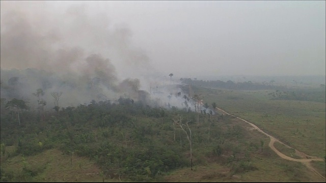 燃烧的土地上的烟雾跟踪射击燃烧的树木宽射击视频素材