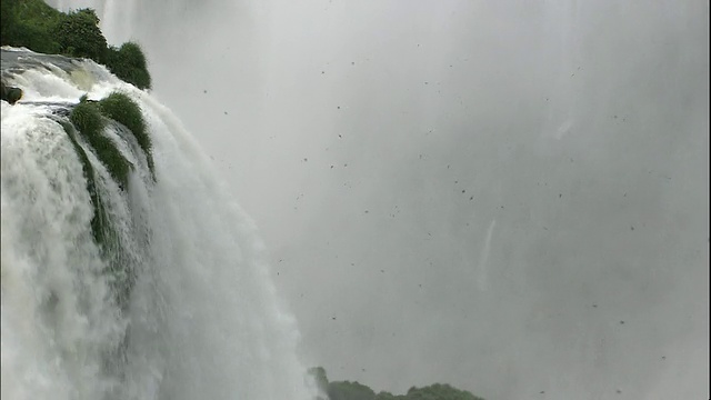 巨大的黑色雨燕在巴西和阿根廷边界的伊瓜苏瀑布中飞过视频素材