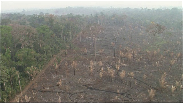 亚马逊河流域的热带雨林跟踪拍摄空地上的农田航拍视频素材