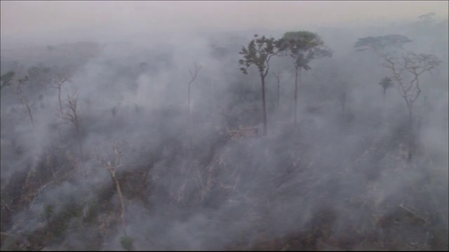 燃烧的树木中远镜头航拍视频素材