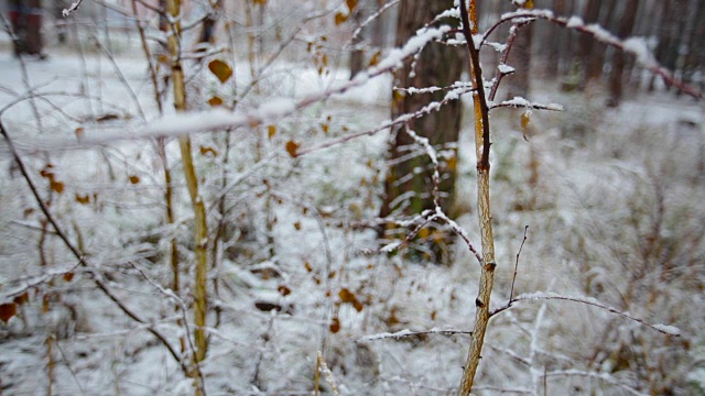 冬天森林里白雪覆盖的枝叶视频下载