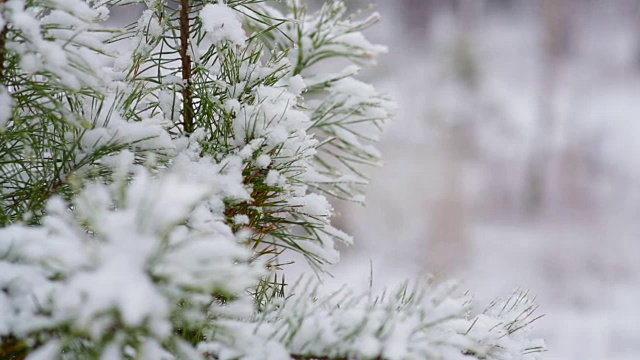 冬天森林里积雪的松枝视频素材